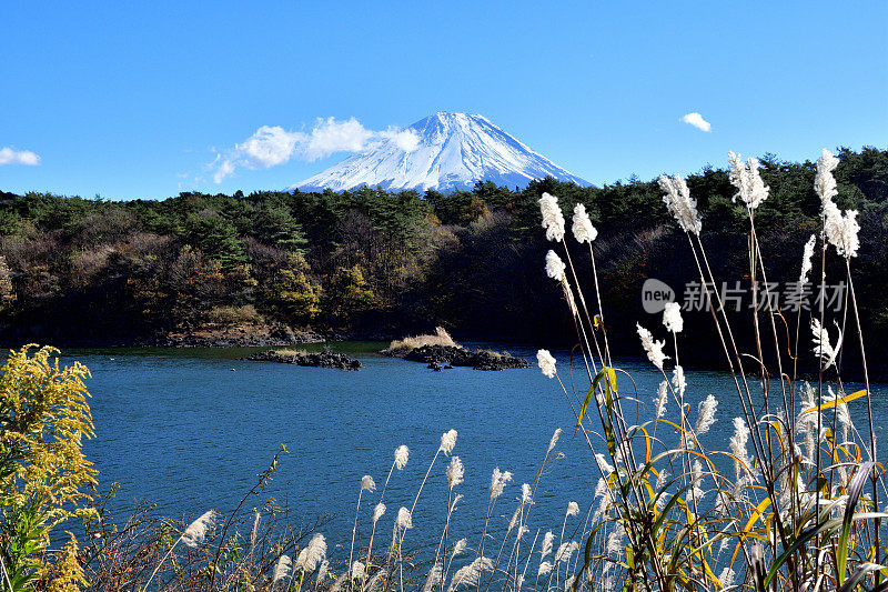 富士山和日本富士五湖地区的秋叶:Shojiko湖/ Shoji湖